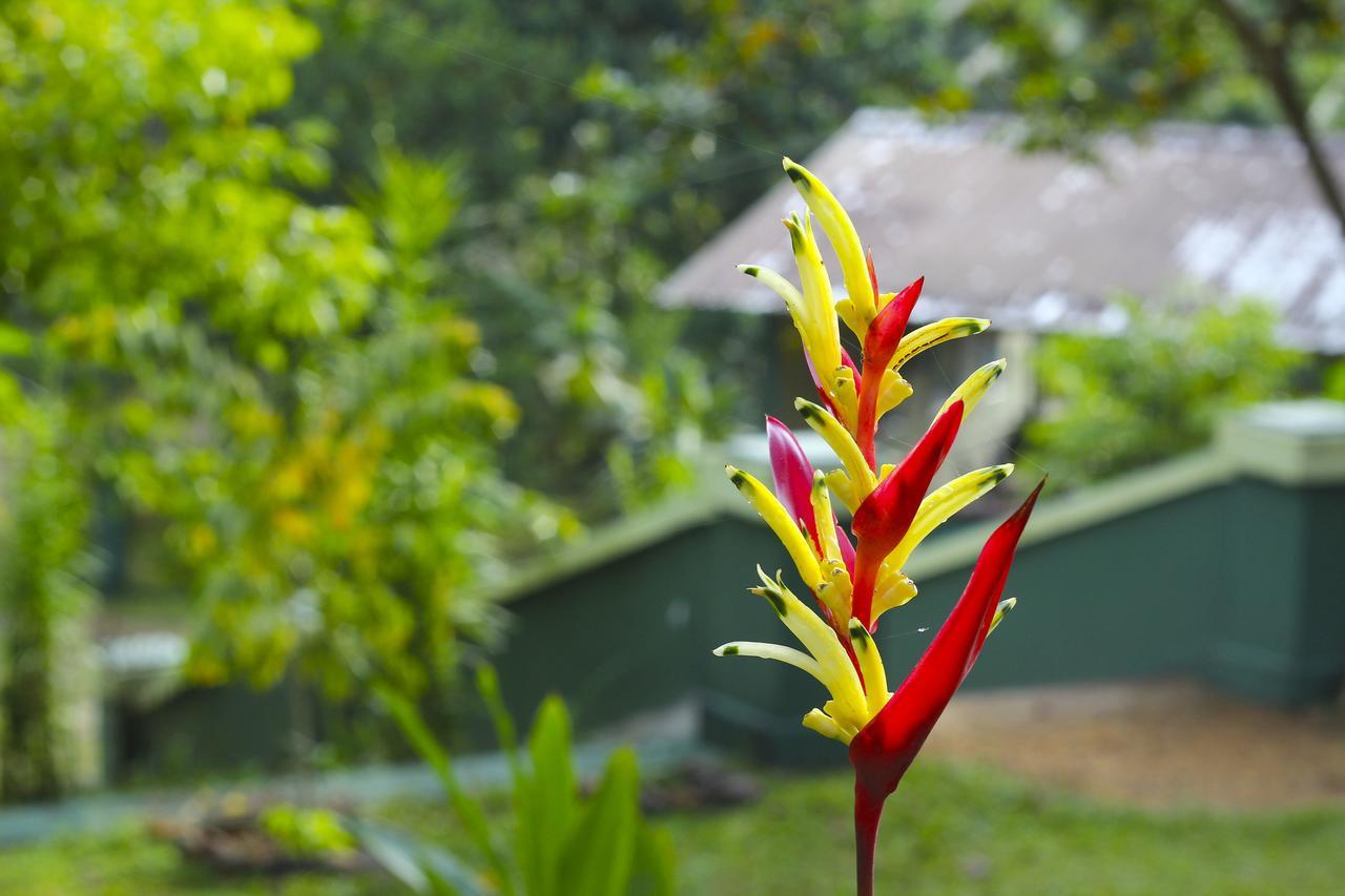Blue Magpie Lodge Sinharaja Kudawe ภายนอก รูปภาพ